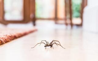 Experts have revealed the best ways to keep spiders out of your home