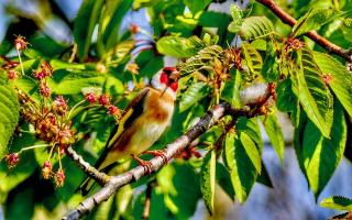 Gerry Brown took this photo of a Goldfinch in his garden.