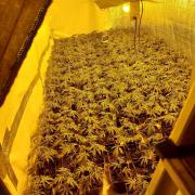 The cannabis factory in Graveley.