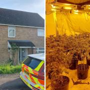 The cannabis factory was discovered in Tanglewood , Alconbury Weston, on May 8.