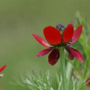 More than 700 species of wildflowers grow on road verges in the UK according to Plantlife