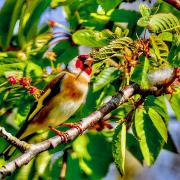 Gerry Brown took this photo of a Goldfinch in his garden.