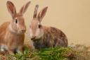 Rabbits need spacious housing to fulfil natural behaviours like jumping, foraging and stretching