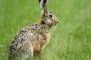 Hare coursing has more than doubled in Essex in recent years.