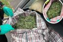 Cannabis plants were found in the boot of a car on the A14.
