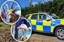Cambridgeshire police worked alongside the RSPCA to rescue neglected animals.