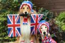 St Neots Canine friends Neptune and Truffle dressed up and ready to celebrate the Jubilee