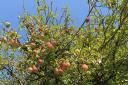 Crab Apples in the Great Ouse Valley