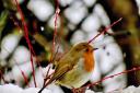 Gerry Brown sent us this wonderful image of a robin in the snow and ice.