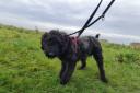 Poodle cross Ted is now looking for his new home.