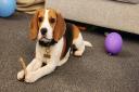 Seven-month-old beagle puppy Teddy had his life saved by Cromwell Vets in Huntingdon after he swallowed a rope toy which untangled and became lodged in his intestines.