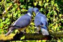 Canoodling Wood Pigeons taken in Somersham by Gerry Brown.