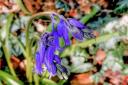 Gerry Brown took this photo of a bluebell in the rain.
