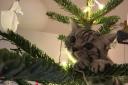 The cat took pride of place at the top of the Christmas tree.