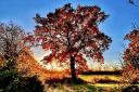 Gerry Brown's beautiful autumnal photo was taken in Oldhurst.