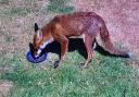 David Carter managed to capture this photograph of a fox in his St Neots' garden.