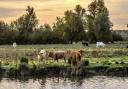 Cows grazing on the riverside at Ely.