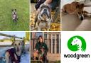 Woodgreen Animal Centre is hoping they can find forever homes for these dogs in their care.