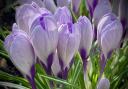 Tracy Finch took this lovely Spring image of crocuses in St Neots.