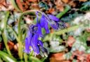 Gerry Brown took this photo of a bluebell in the rain.