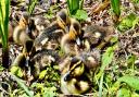 Gerry Brown took this image of Mallard chicks at the Somersham Nature Reserve.