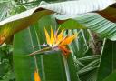 A bird of paradise plant at Belton House taken by Val Thompson.