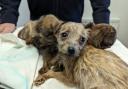 These puppies were abandoned in Cambridgeshire.