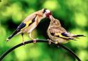 Goldfinch feeding her young at Somersham Nature Reserve.