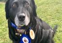 Brave pooch: Eight-year-old Labrador Cross, Tank, took on her own special Muddy Dog fundraising challenge for Battersea