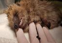 RSPCA fears for wildlife such as hedgehogs as fishing litter injuries rocket over summer