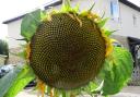 Jane Lambert took her photo of  a sunflower in Godmanchester.