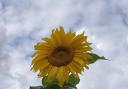 Dorothy Smith from St Ives took this Sunflower pic.