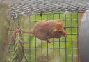 Dormouse in release cage at Brampton Wood.