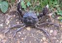 The Chinese mitten crab has been spotted at the RSPB Fen Drayton nature reserve near Huntingdon.