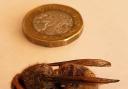 David used the £1 coin to show the size of the hornet.