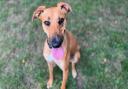 Sarah, a three-year-old lurcher, has been at RSPCA Block Fen Animal Centre in Cambridgeshire, since November 2021