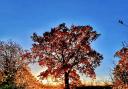 Gerry Brown's beautiful autumnal photo was taken in Oldhurst.