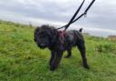 Poodle cross Ted is now looking for his new home.