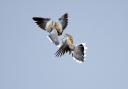 Two turtle doves in flight