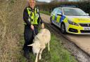 Cambridgeshire Police officers rescued a sheep near the A1.