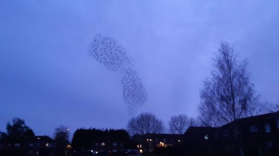 The Hunts Post: Olivia Clarke captured this amazing Starling murmuration in Eaton Socon, St Neots. The Hunts Post: Olivia Clarke captured this amazing Starling murmuration in Eaton Socon, St Neots.