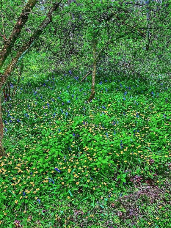 The Hunts Post: Gerry Brown took his photo of bluebells in Warboys. The Hunts Post: Gerry Brown took his photo of bluebells in Warboys.