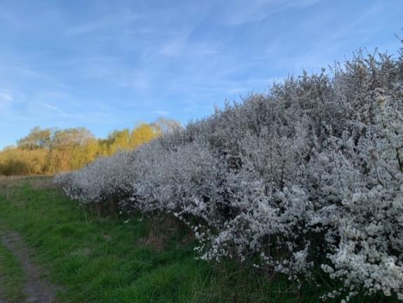 The Hunts Post: Peter Whitehead sent us this photo which he took at the Godmanchester Nature Reserve. The Hunts Post: Peter Whitehead sent us this photo which he took at the Godmanchester Nature Reserve.