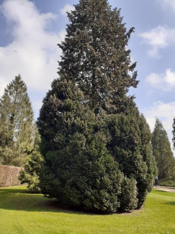 The Hunts Post: David Remmington took this photo of a giant conifer tree at Angelsey Abbey. The Hunts Post: David Remmington took this photo of a giant conifer tree at Angelsey Abbey.