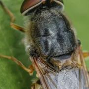 The nationally scarce soldier fly called Odontomyia ornata.