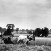 Wheat harvest in Eaton Ford, 1925