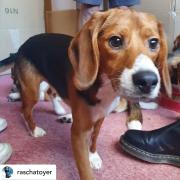One of the five beagles stolen from MBR Acres. Animal rights activists posted this photo online to show it in its new home.