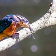 Colin Underwood sent us his image of a Kingfisher that he took in March.