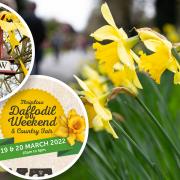The Thriplow Daffodil Weekend 2022 takes place on Saturday, March 19 and Sunday, March 20.