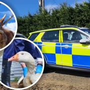 Cambridgeshire police worked alongside the RSPCA to rescue neglected animals.